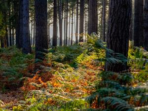 Shouldham Warren, west norfolk