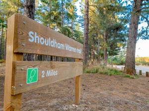 Shouldham Warren, west norfolk