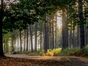 Shouldham Warren, west norfolk