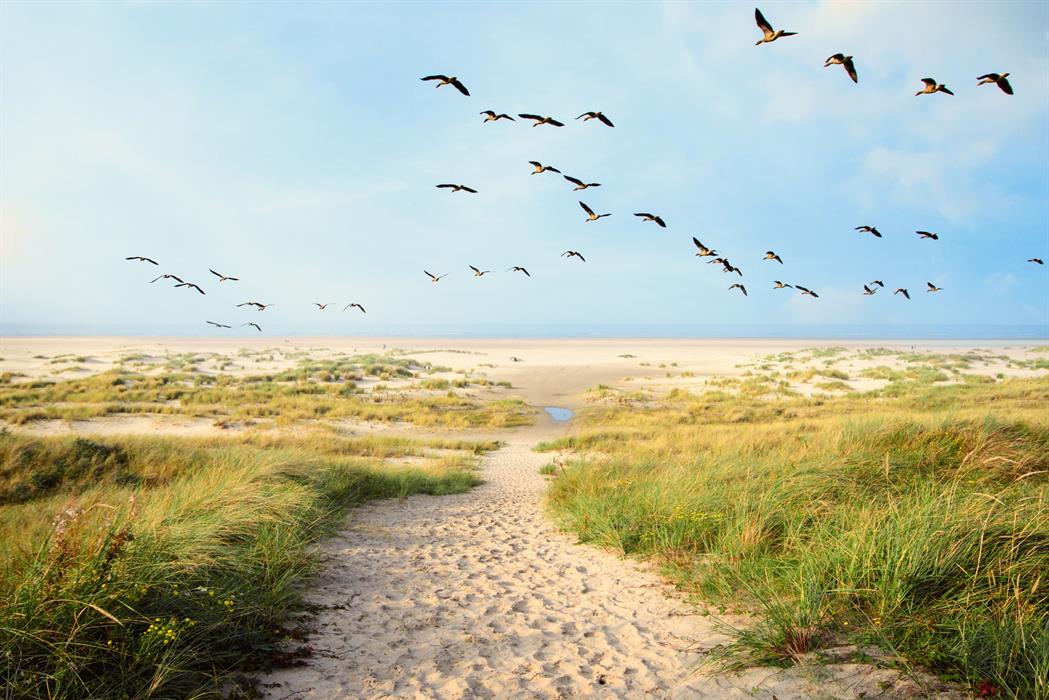 visit the migrating birds that come to see us every year