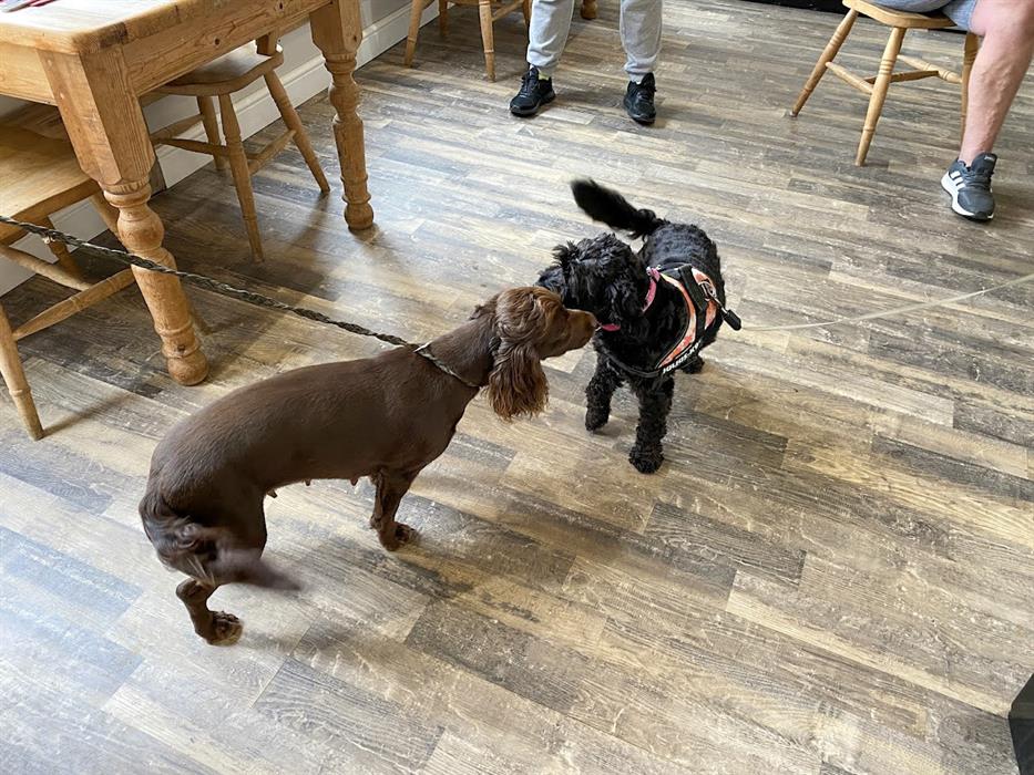 Dogs Welcome in the Breakfast Room