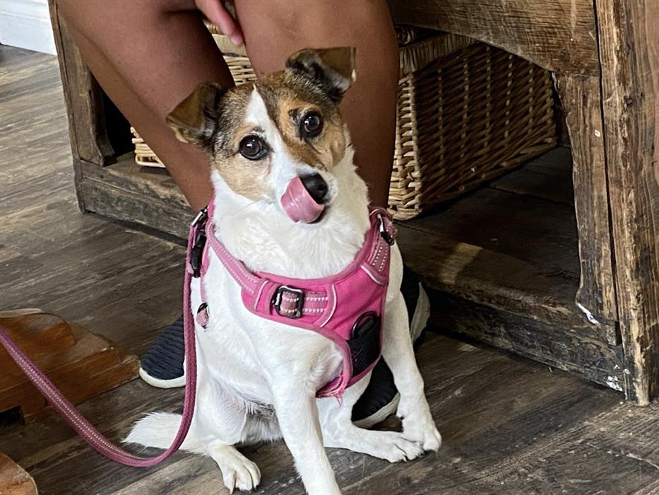 Dog Friendly Breakfast room