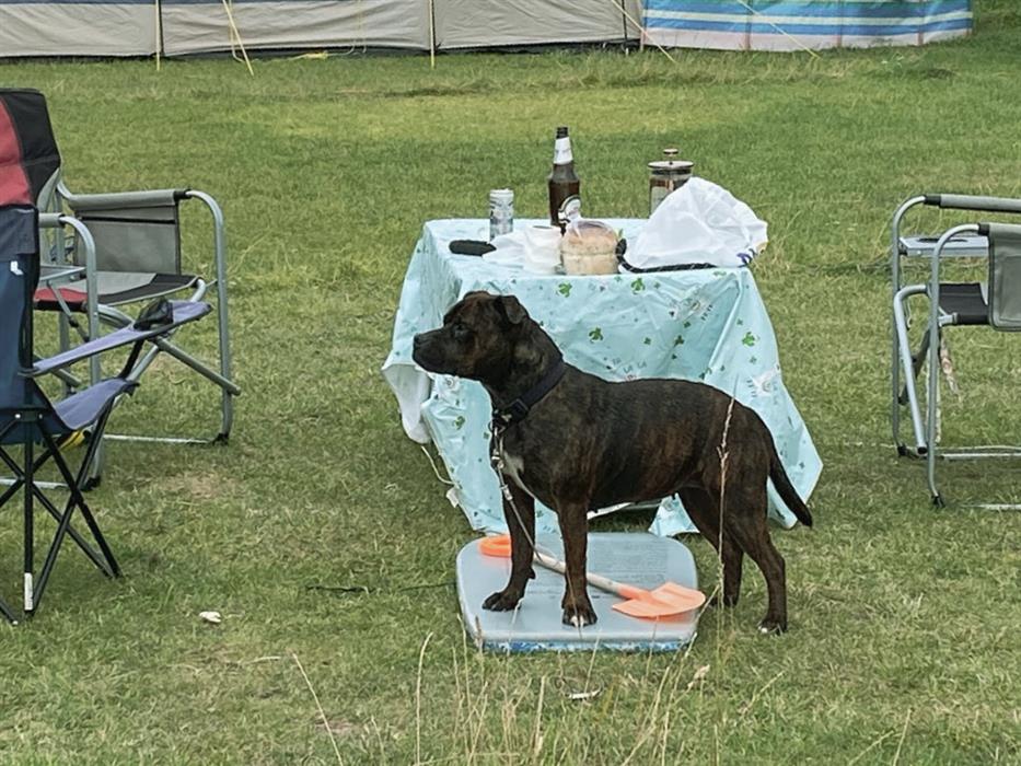 Hunstanton Camping Dog Friendly Pitches