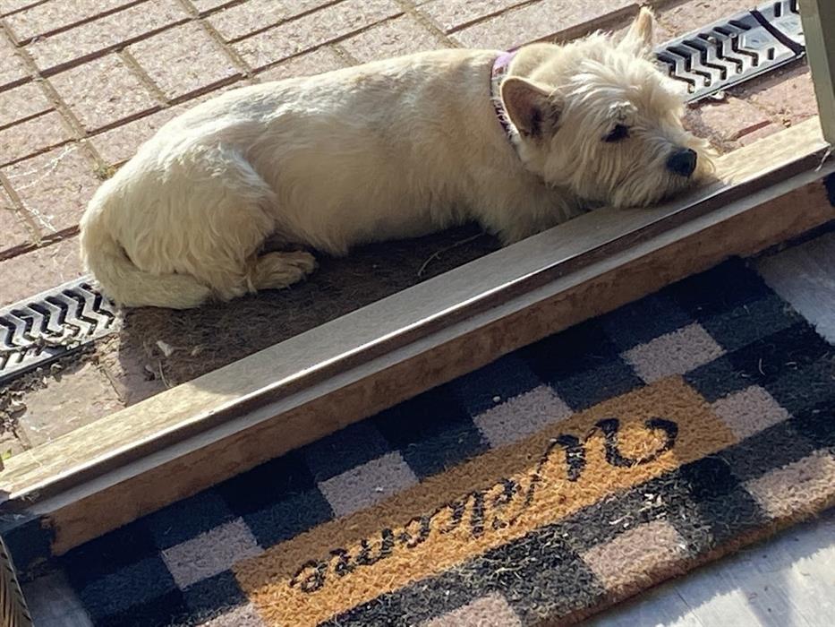 Dogs Welcomed