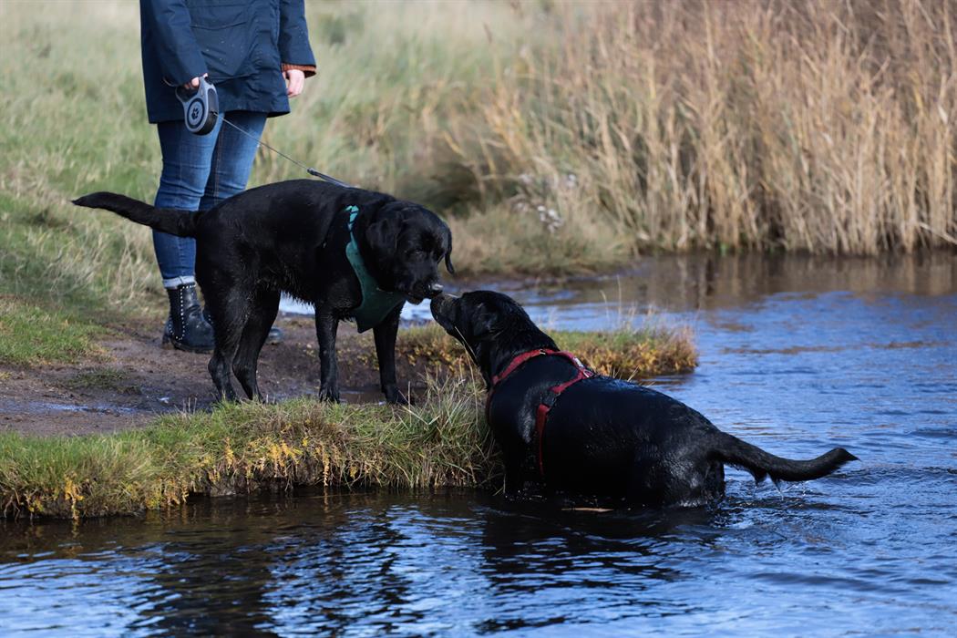 Great dog walking routes