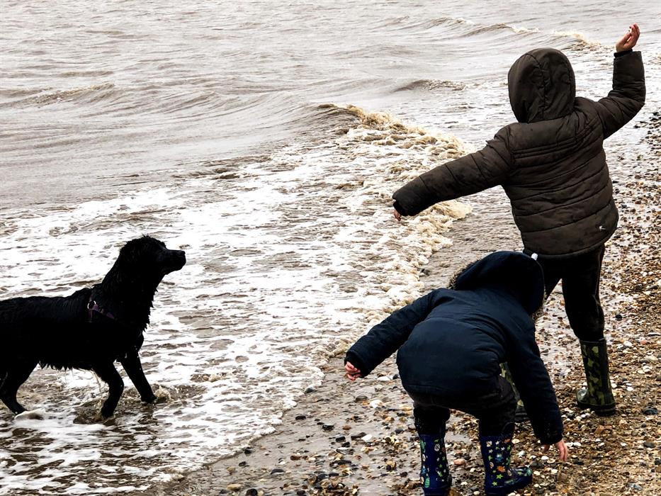 Dog friendly beaches
